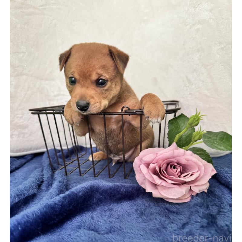 販売中の岡山県のミックス犬-422954の5枚目