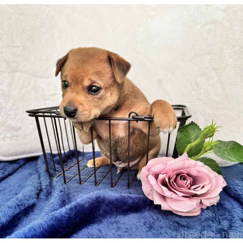 販売中の岡山県のミックス犬-422954の4枚目