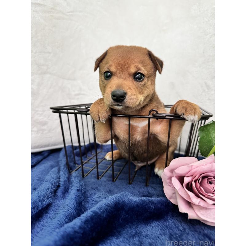 販売中の岡山県のミックス犬-422954の3枚目