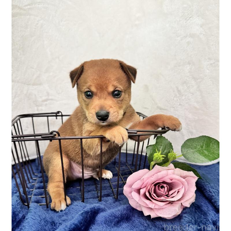 販売中の岡山県のミックス犬-422954の2枚目