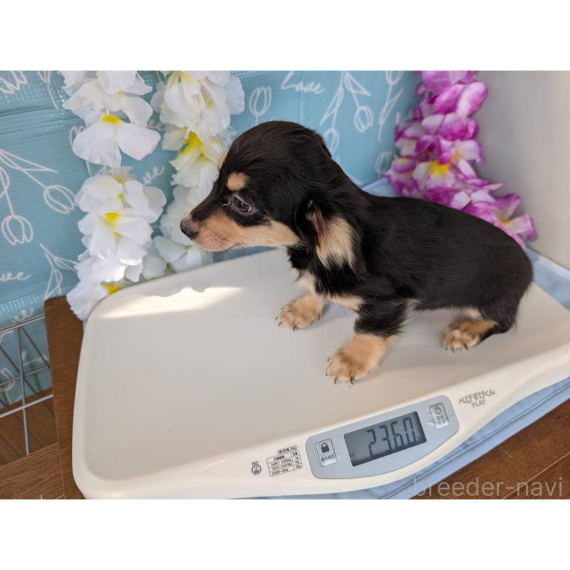 成約済の埼玉県のチワックス:チワワ×ミニチュアダックスフンド-411704の3枚目