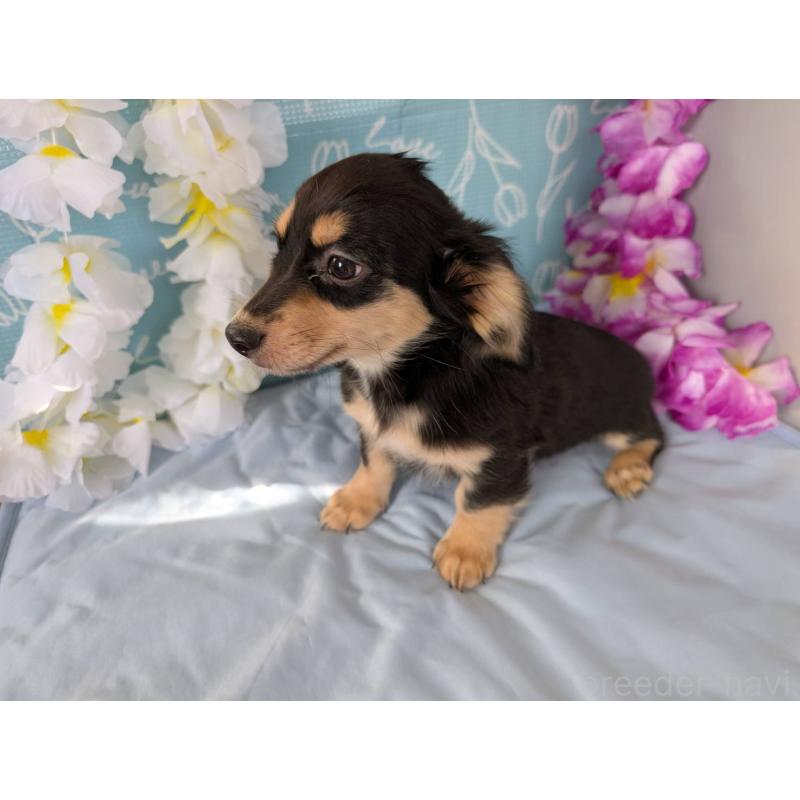 成約済の埼玉県のチワックス:チワワ×ミニチュアダックスフンド-411704の2枚目