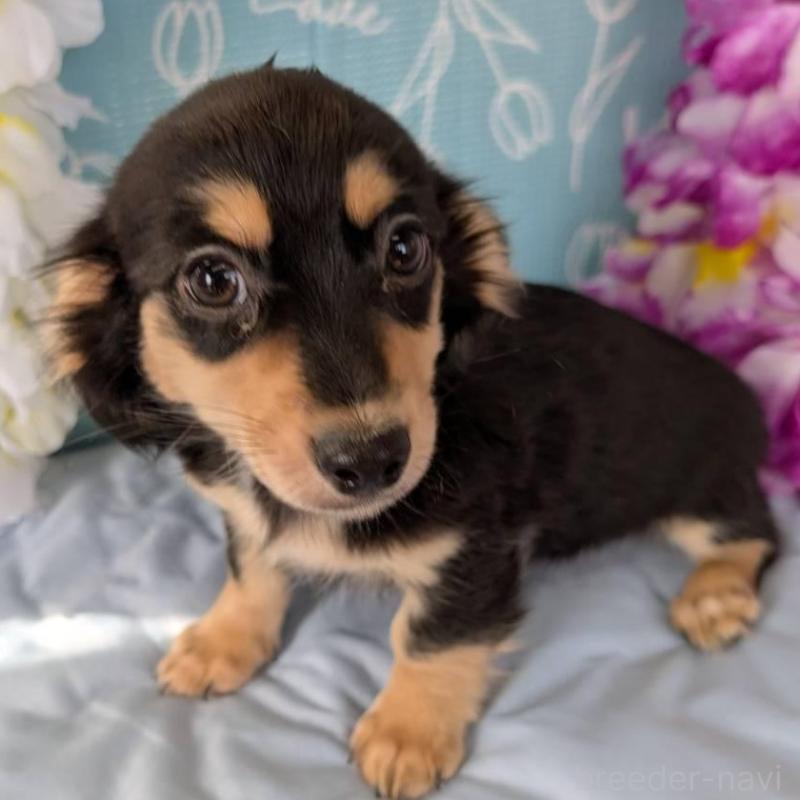 商談中の埼玉県のチワックス:チワワ×ミニチュアダックスフンド-411704