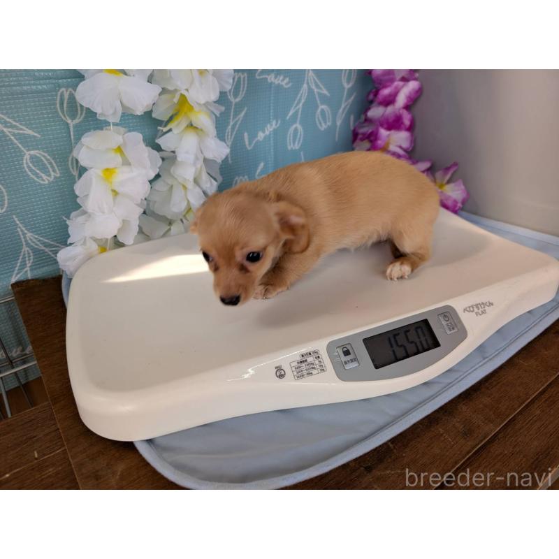 販売中の埼玉県のチワックス:チワワ×ミニチュアダックスフンド-416268の3枚目