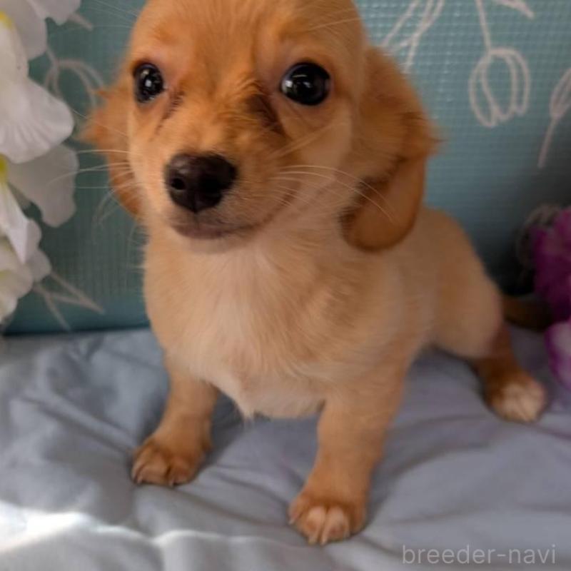 販売中の埼玉県のチワックス:チワワ×ミニチュアダックスフンド-416268