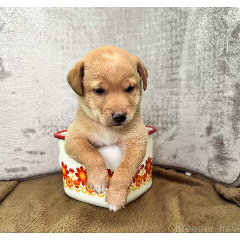 販売中の岡山県のミックス犬-422956の7枚目