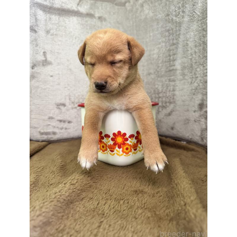 販売中の岡山県のミックス犬-422956の6枚目