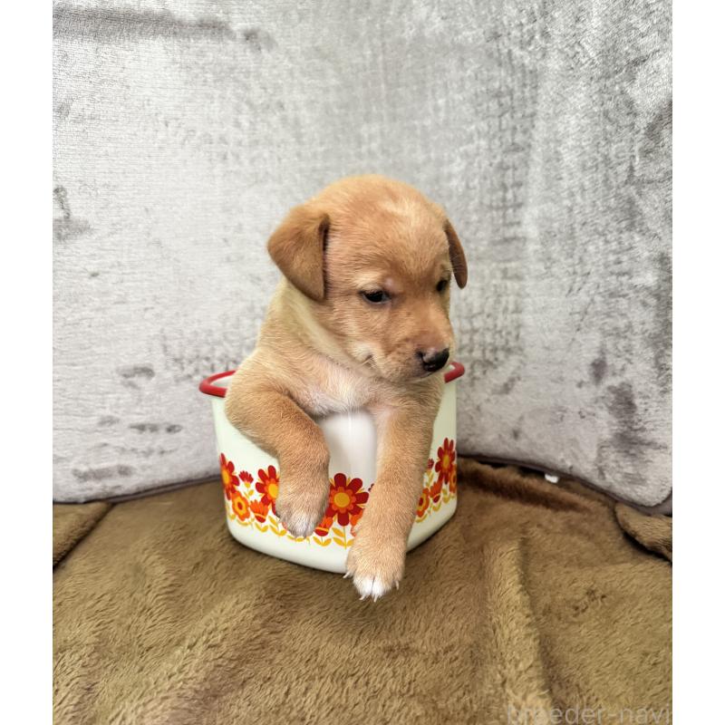 販売中の岡山県のミックス犬-422956の5枚目