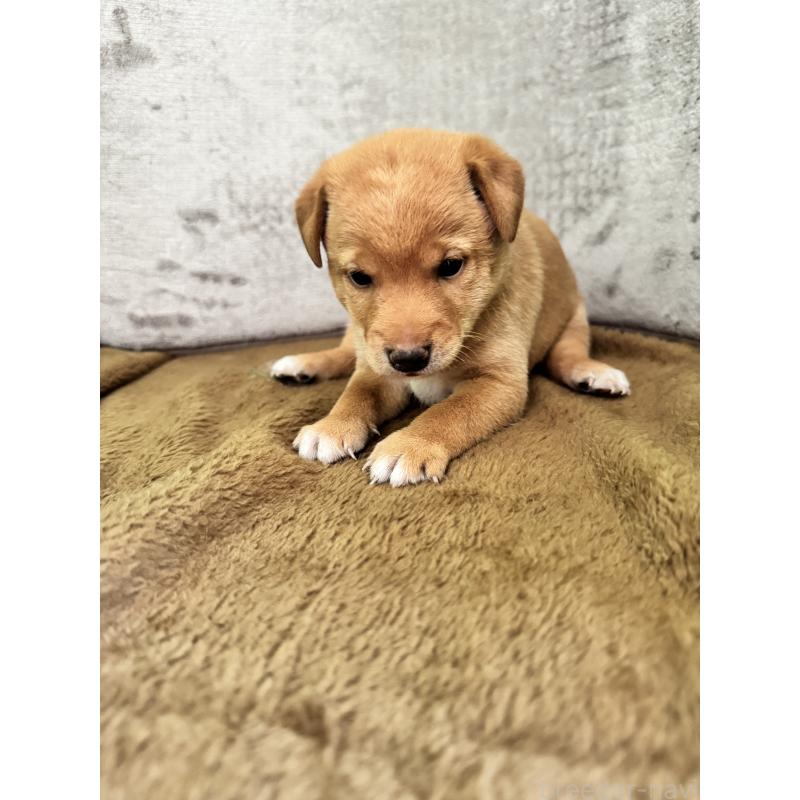 販売中の岡山県のミックス犬-422956の4枚目