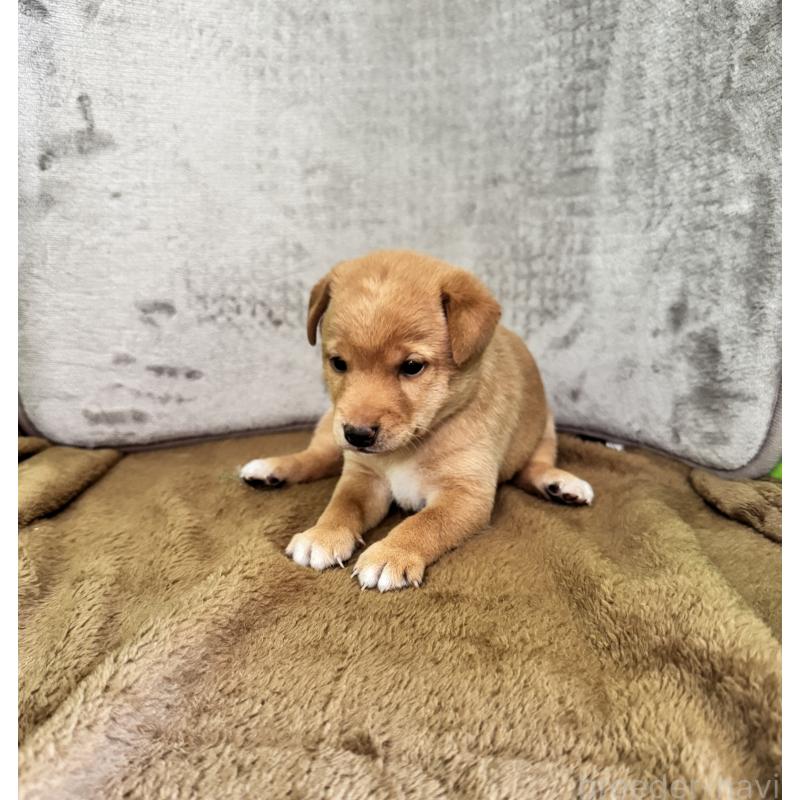 販売中の岡山県のミックス犬-422956の3枚目