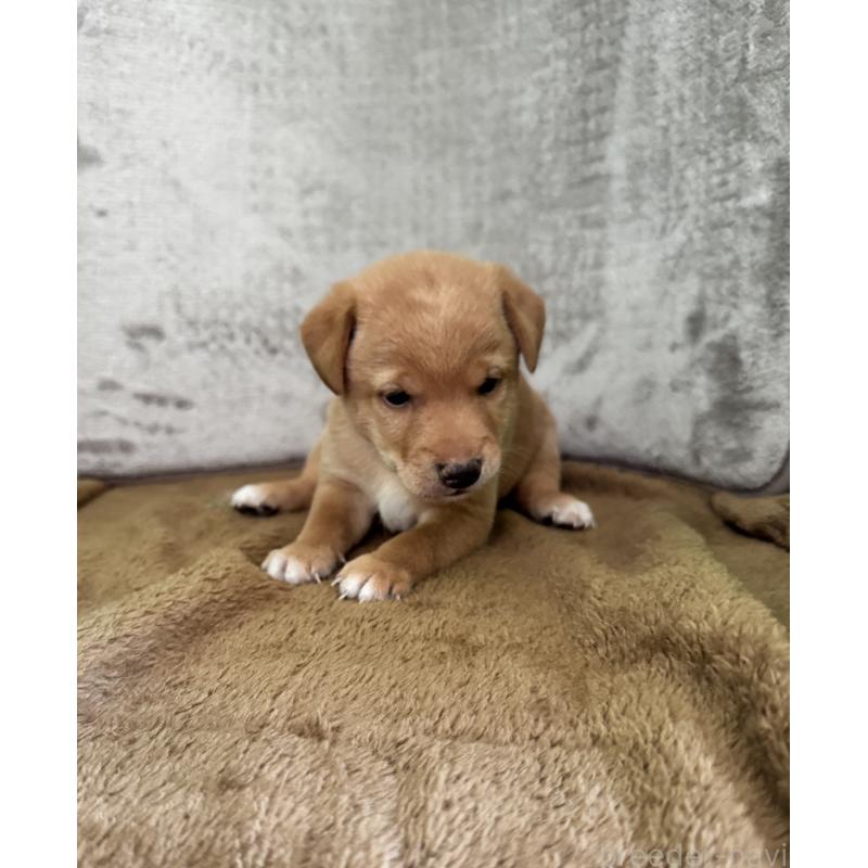 販売中の岡山県のミックス犬-422956の2枚目