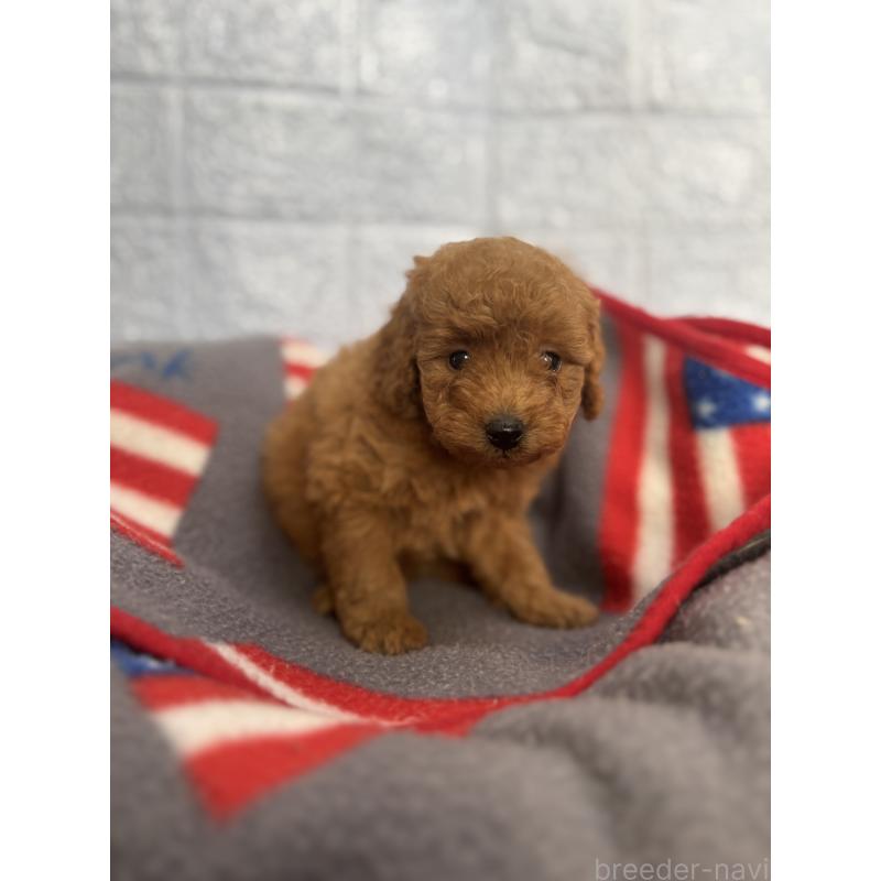 販売中の広島県のタイニープードル-422957の5枚目