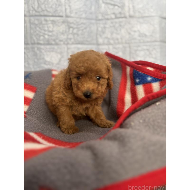 販売中の広島県のタイニープードル-422957の4枚目