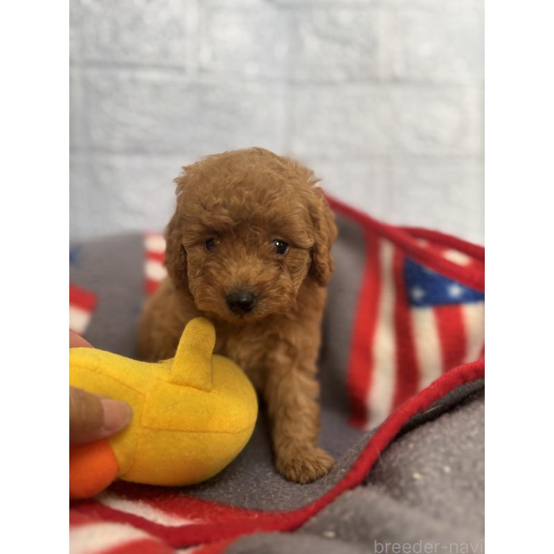 販売中の広島県のタイニープードル-422957の3枚目