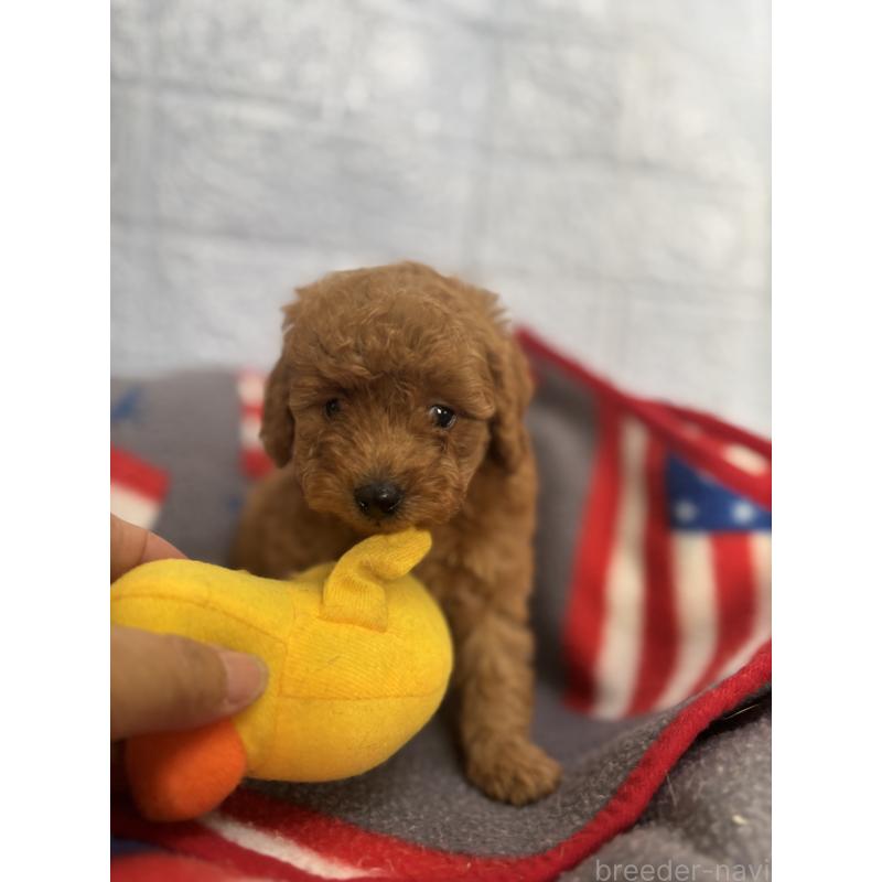 販売中の広島県のタイニープードル-422957の2枚目