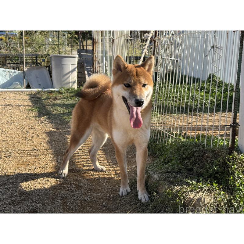 販売中の岡山県の柴犬-368104の4枚目