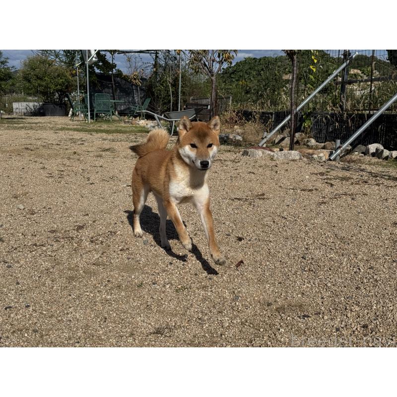 販売中の岡山県の柴犬-368104の3枚目
