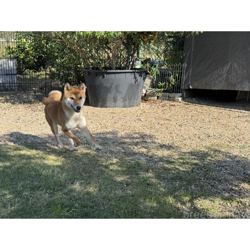 販売中の岡山県の柴犬-368104の2枚目