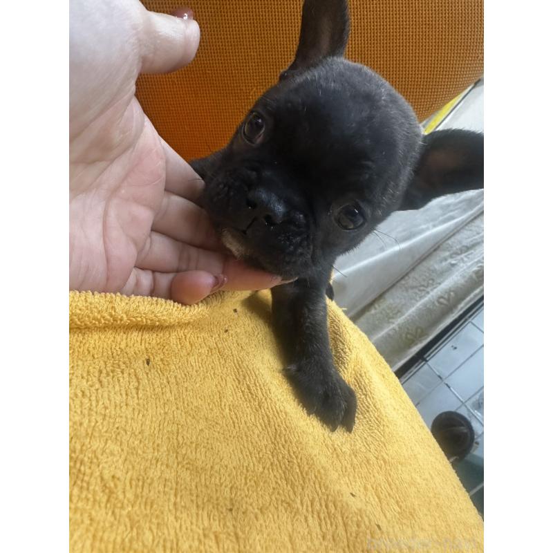 販売中の千葉県のフレンチブルドッグ-422958の5枚目