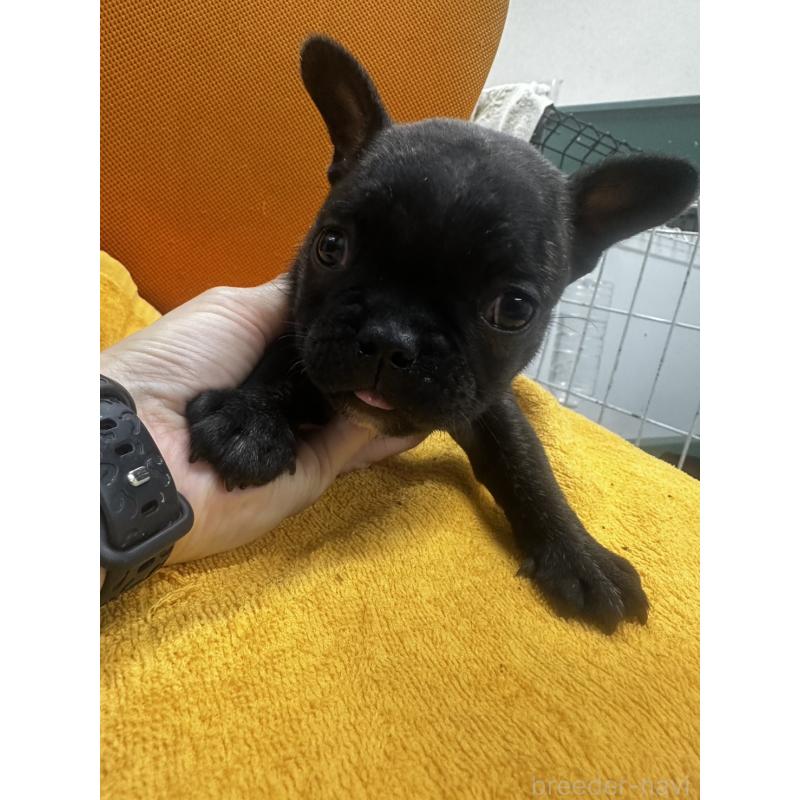 販売中の千葉県のフレンチブルドッグ-422958の4枚目