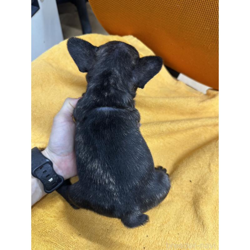 販売中の千葉県のフレンチブルドッグ-422958の3枚目