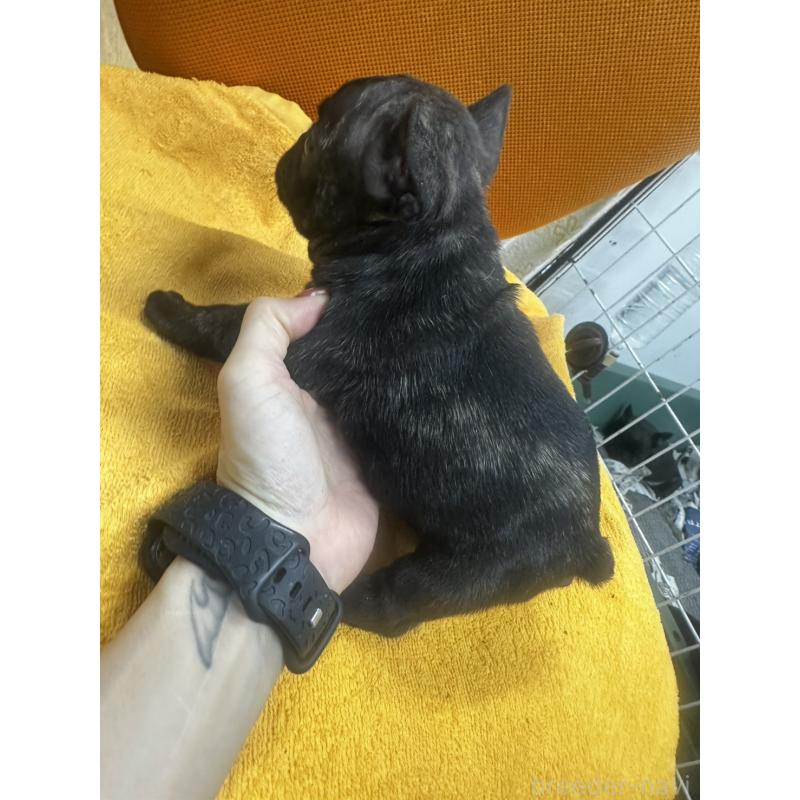 販売中の千葉県のフレンチブルドッグ-422958の2枚目