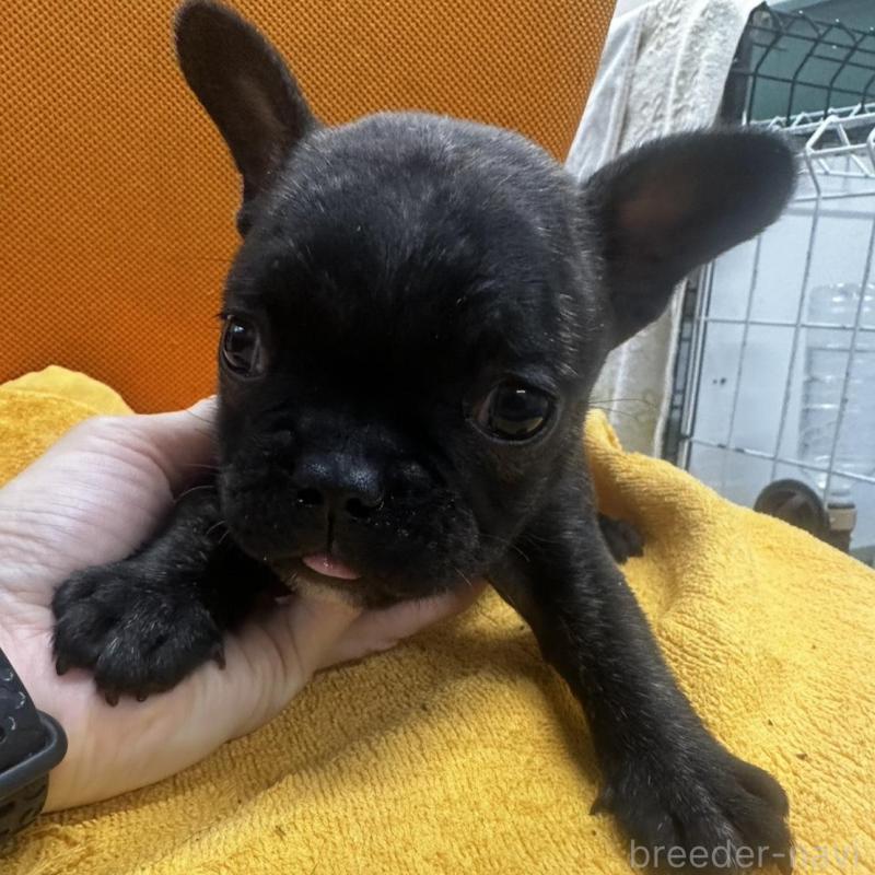 販売中の千葉県のフレンチブルドッグ-422958の1枚目