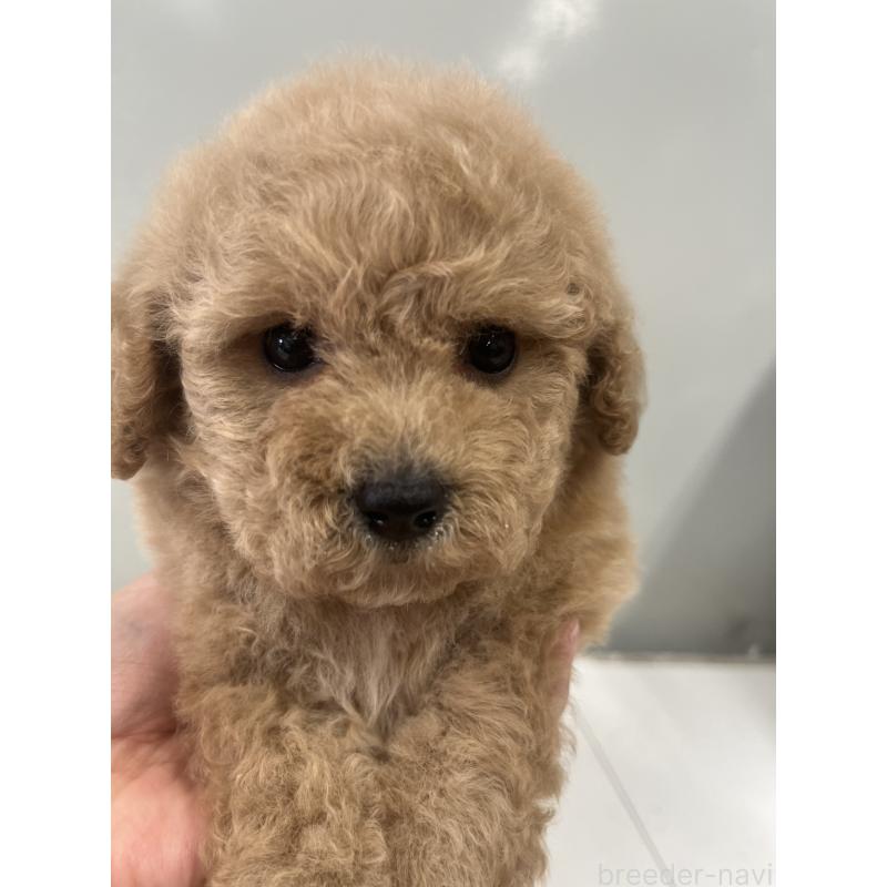 販売中の山梨県のビションプー:ビションフリーゼ×トイプードル-422960の6枚目