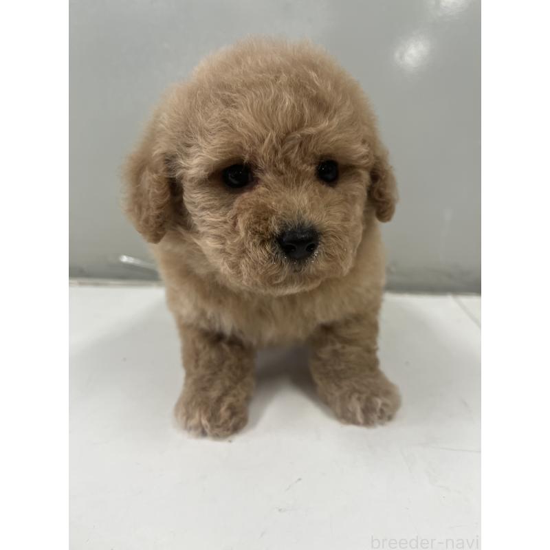 販売中の山梨県のビションプー:ビションフリーゼ×トイプードル-422960の5枚目