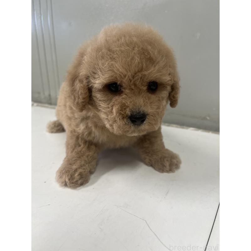 販売中の山梨県のビションプー:ビションフリーゼ×トイプードル-422960の4枚目