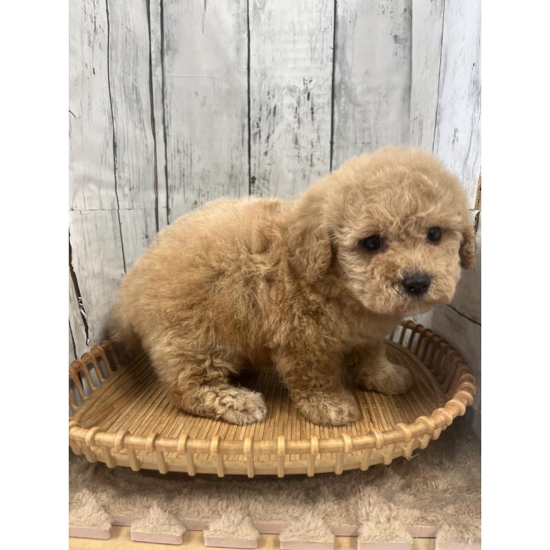 販売中の山梨県のビションプー:ビションフリーゼ×トイプードル-422960の3枚目