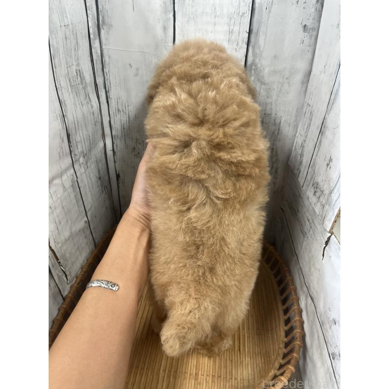 販売中の山梨県のビションプー:ビションフリーゼ×トイプードル-422960の2枚目