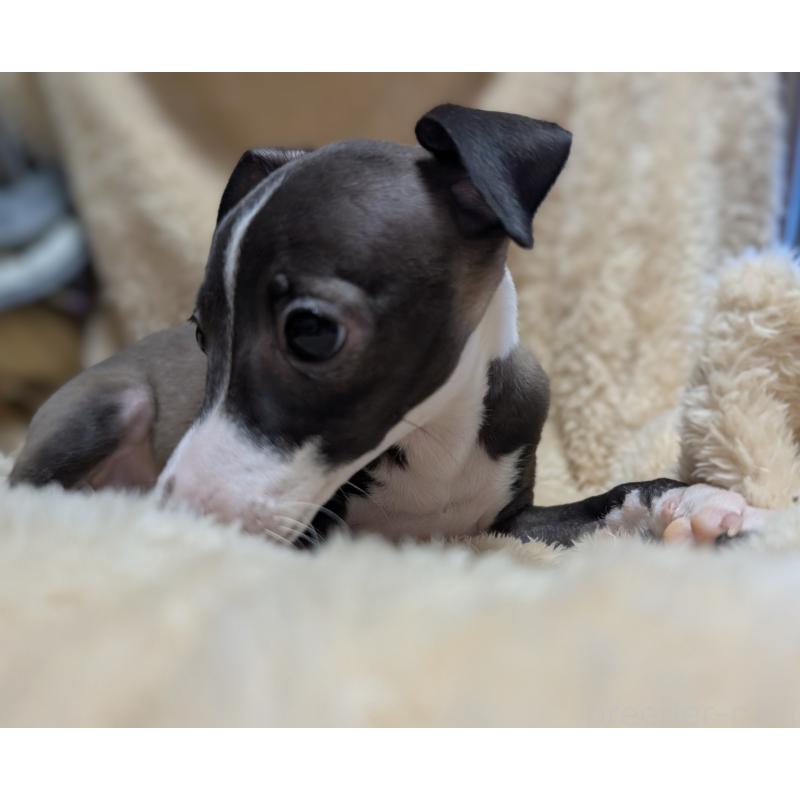 成約済の愛媛県のイタリアングレーハウンド(イタグレ)-406981の5枚目