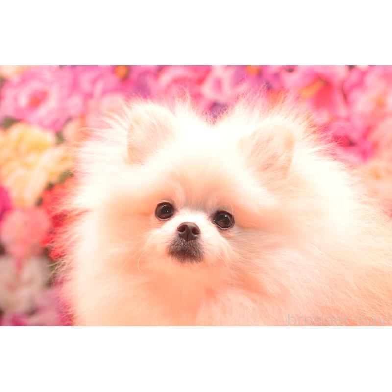 販売中の茨城県のポメラニアン-382868の2枚目