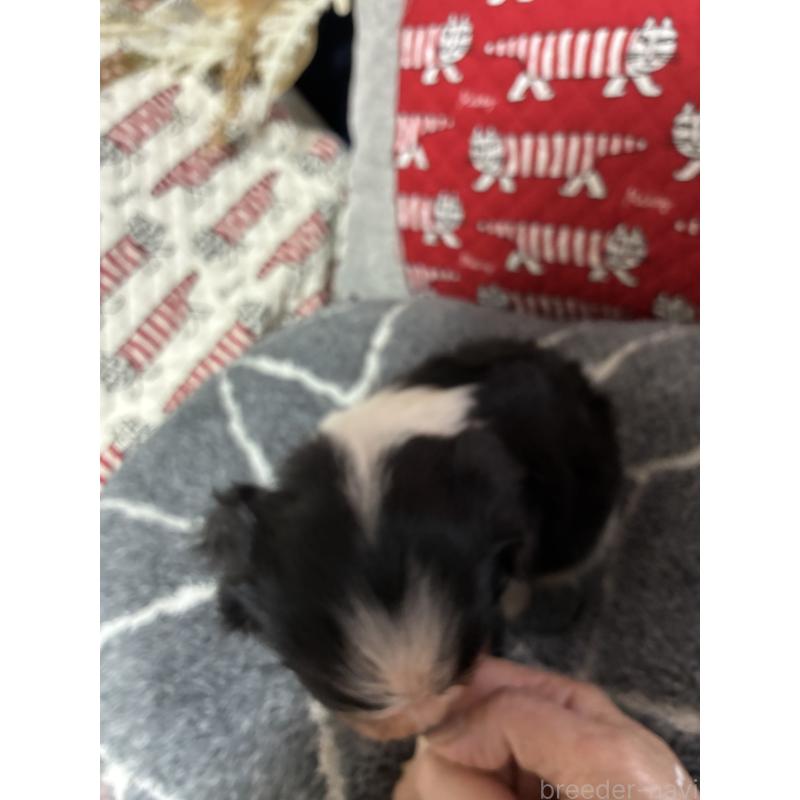 販売中の山形県のキャバリアキングチャールズスパニエル-422961の2枚目