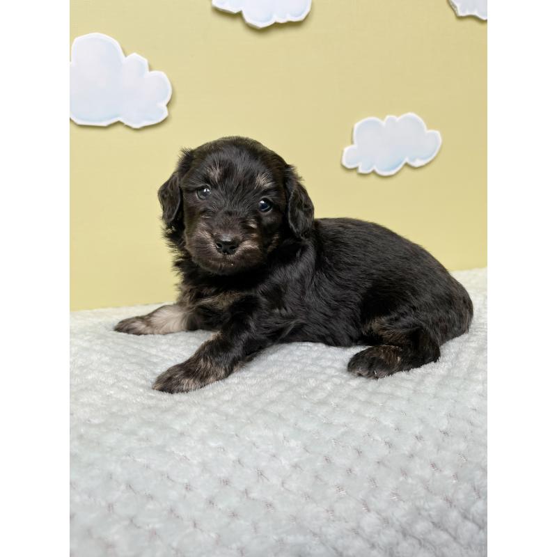 販売中の東京都のダップー:ミニチュアダックスフンド×トイプードル-422963の5枚目