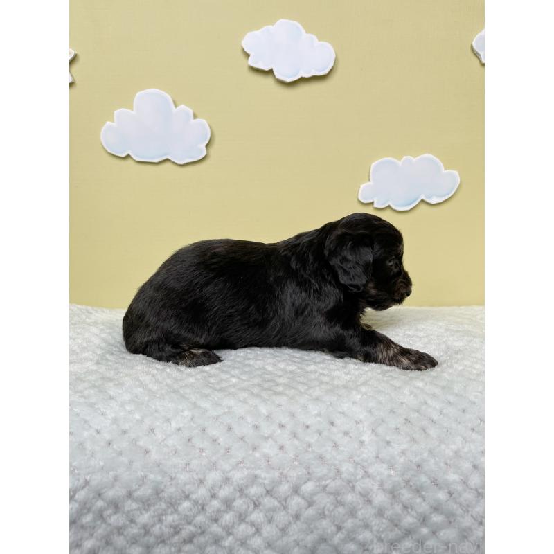 販売中の東京都のダップー:ミニチュアダックスフンド×トイプードル-422963の4枚目