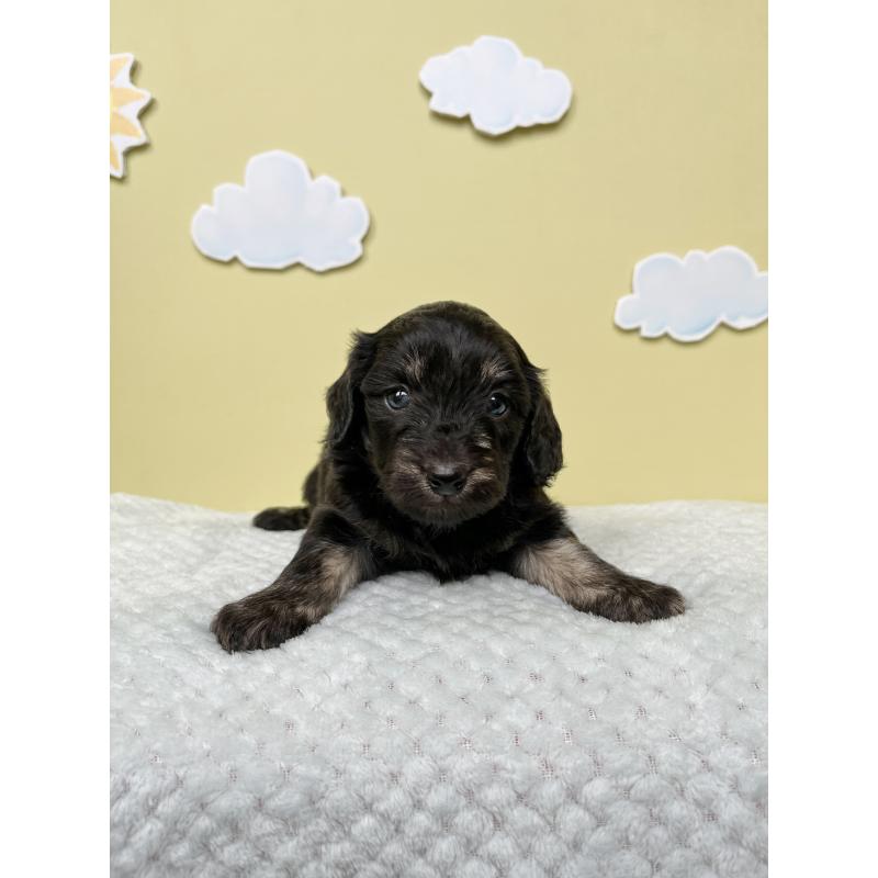 販売中の東京都のダップー:ミニチュアダックスフンド×トイプードル-422963の3枚目