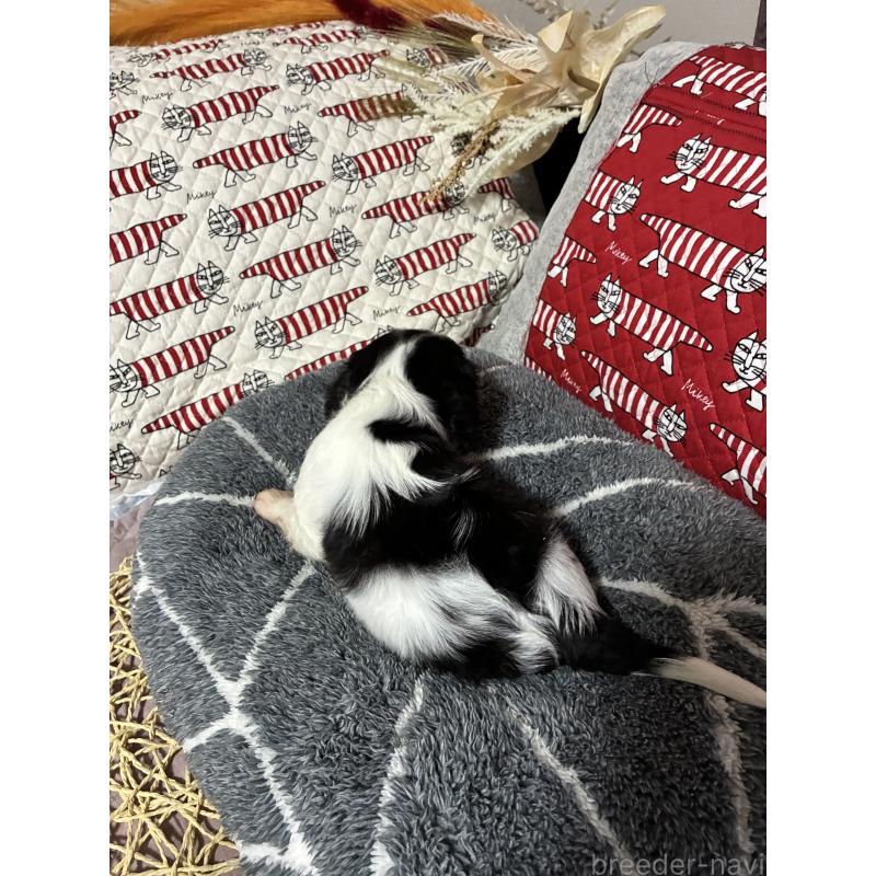 販売中の山形県のキャバリアキングチャールズスパニエル-422962の2枚目