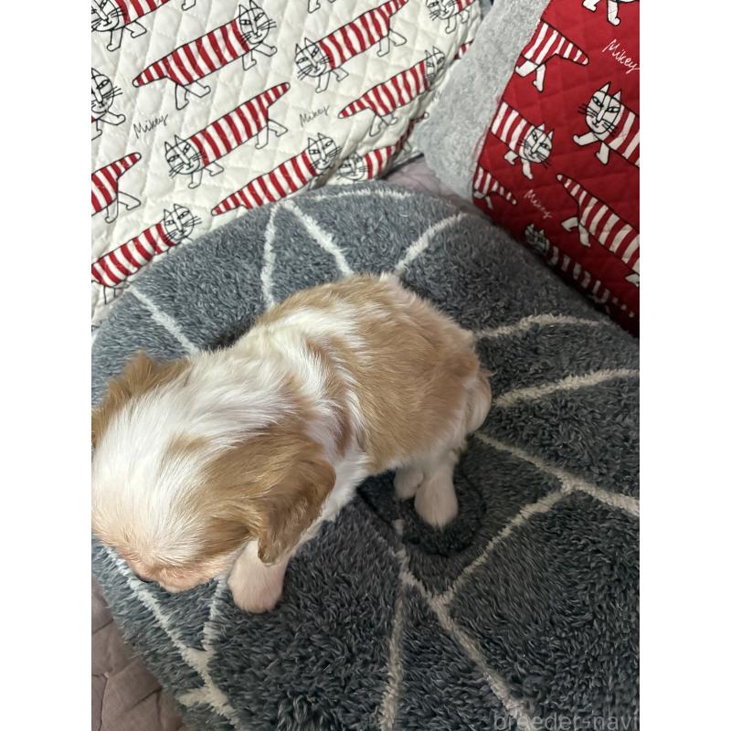 販売中の山形県のキャバリアキングチャールズスパニエル-422964の4枚目