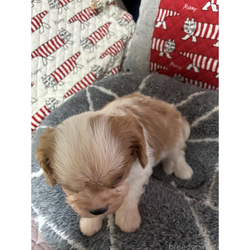 販売中の山形県のキャバリアキングチャールズスパニエル-422964の3枚目