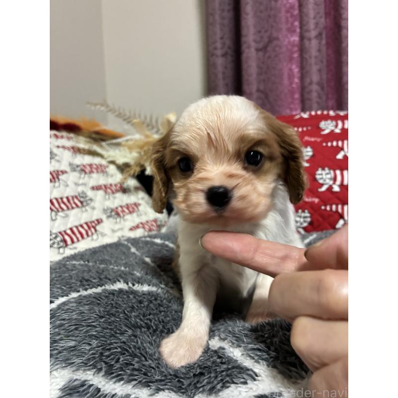 販売中の山形県のキャバリアキングチャールズスパニエル-422964の2枚目