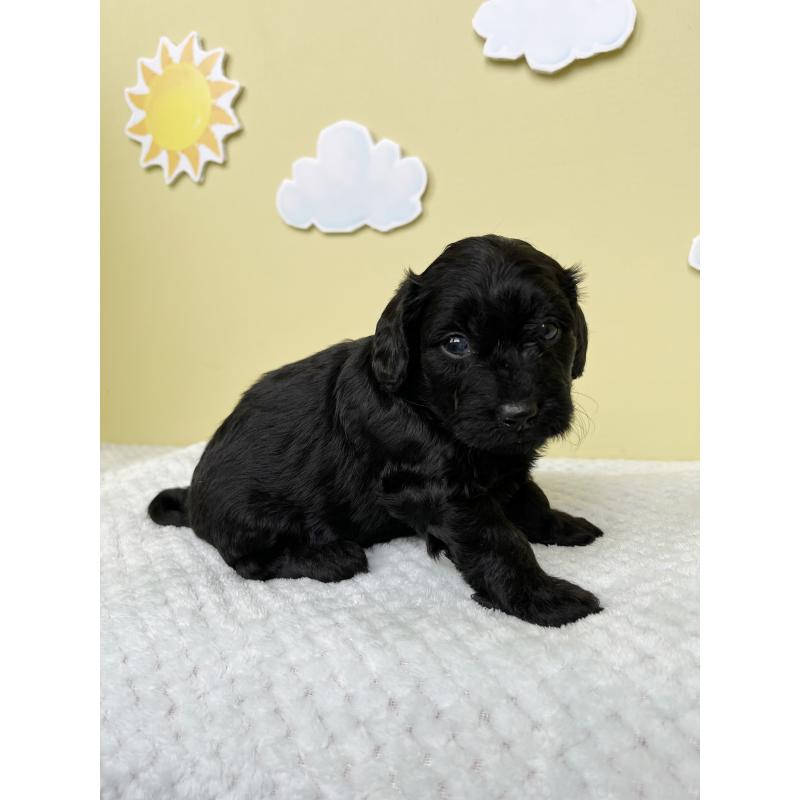 販売中の東京都のダップー:ミニチュアダックスフンド×トイプードル-422970の5枚目