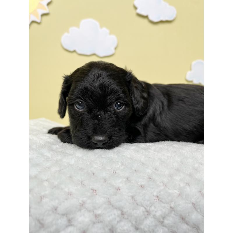 販売中の東京都のダップー:ミニチュアダックスフンド×トイプードル-422970の3枚目