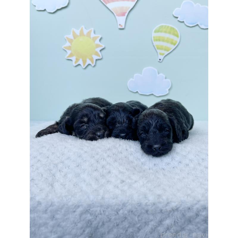 販売中の東京都のダップー:ミニチュアダックスフンド×トイプードル-422970の2枚目