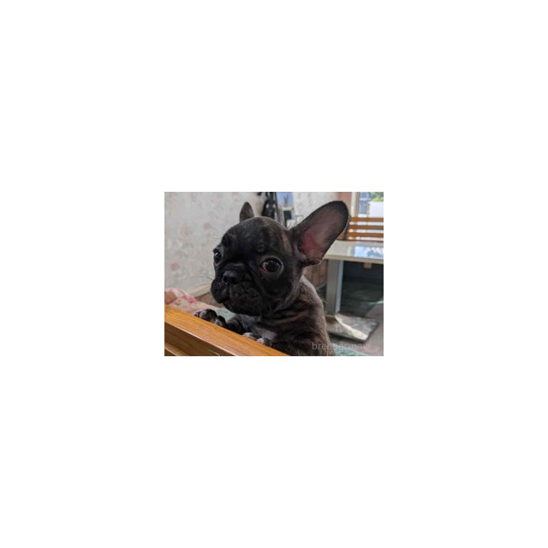 販売中の福岡県のフレンチブルドッグ-422966の4枚目