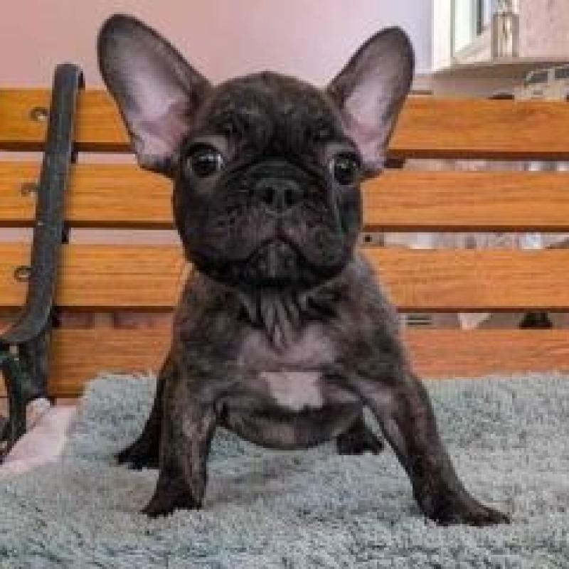 販売中の福岡県のフレンチブルドッグ-422966