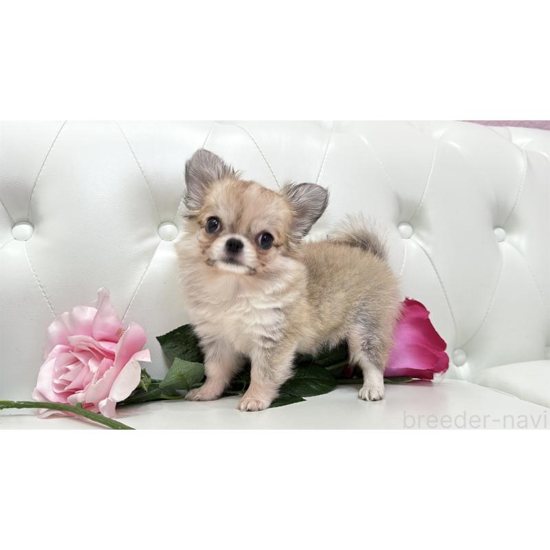 販売中の埼玉県のチワワ(ロングコート)-414506