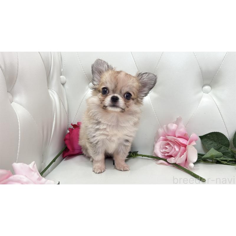 販売中の埼玉県のチワワ(ロングコート)-414506の11枚目