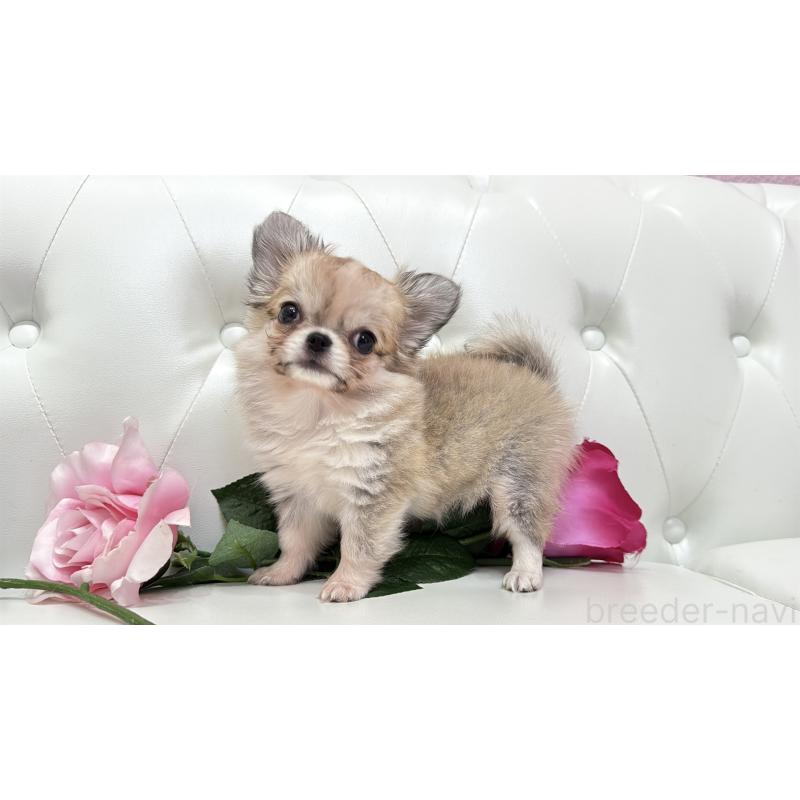 販売中の埼玉県のチワワ(ロングコート)-414506の9枚目